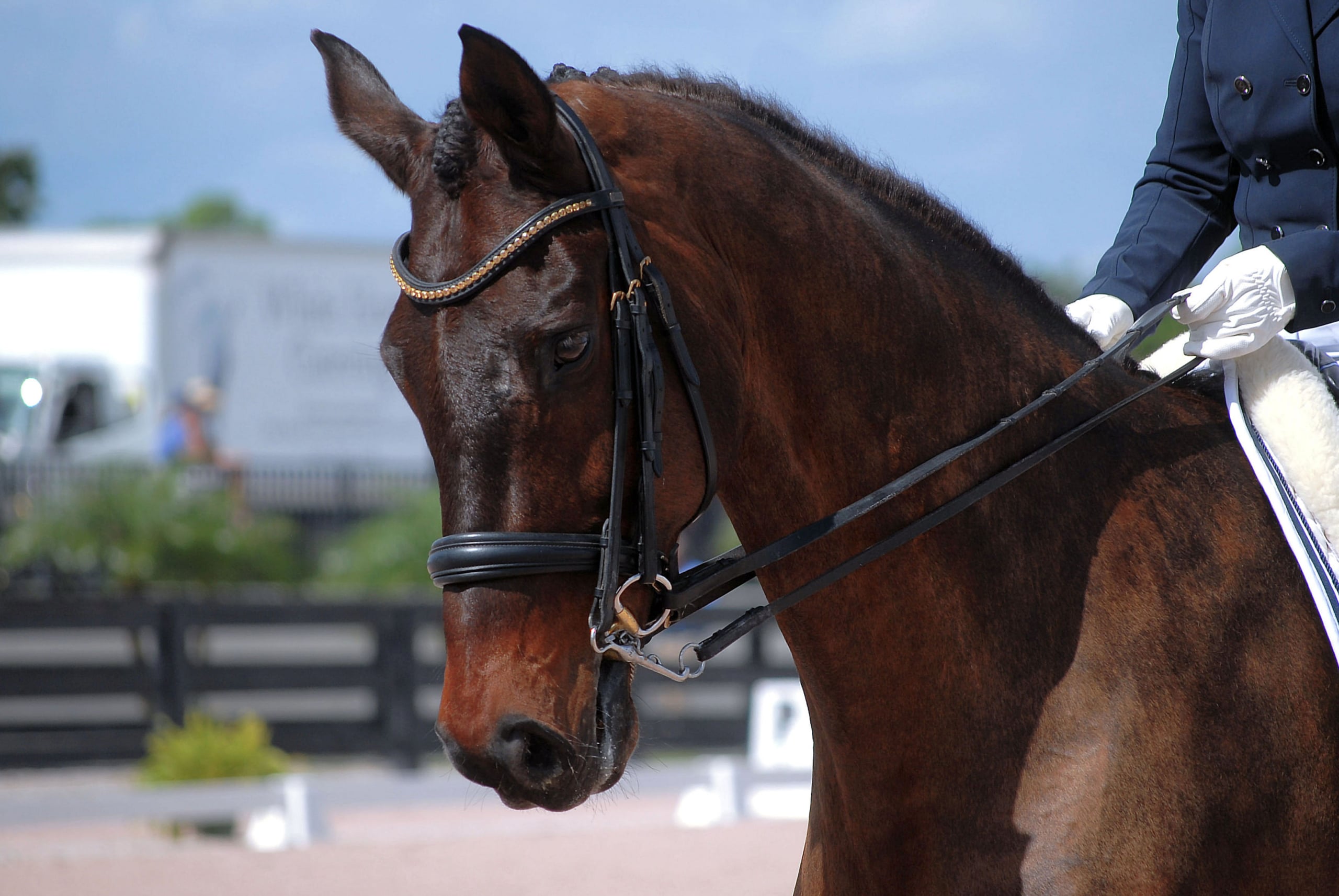 IDA Farm: A Modern Boarding & Training Facility in Wellington
